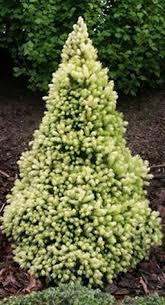 pictures dwarf evergreens
