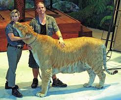 tigon pictures