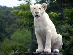 اللأسد الابيض بي 12 صوره A~white~lion~4