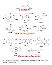 glutamate receptors