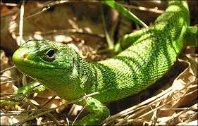 green lizard pictures