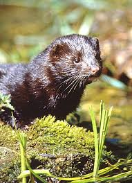 mink