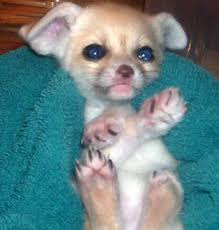 fennec foxes