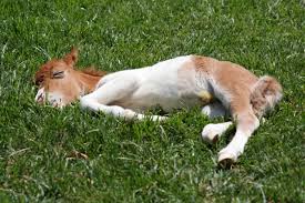 miniature horse farm