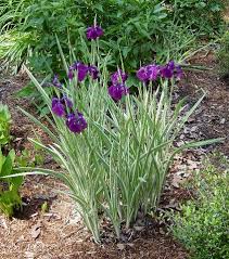 japanese iris pictures