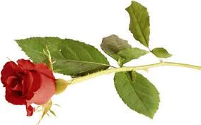 close the Rose