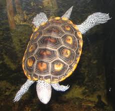 terrapin