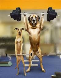 funny dogs