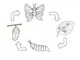 butterfly life cycle coloring sheet
