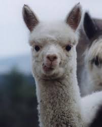 Alpacas