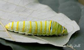 zebra swallowtail caterpillar