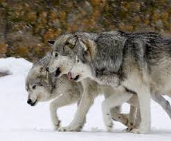 Runner Killed by Wolves While