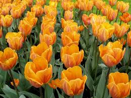 هو القادرعلي ذلك Morozov-tulip7