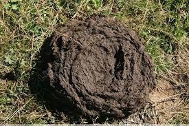 Bovins-Cattle.jpg