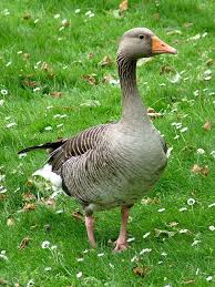 grauwe gans