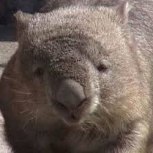 wombats