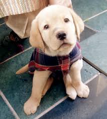 yellow lab puppy