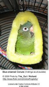 conure species