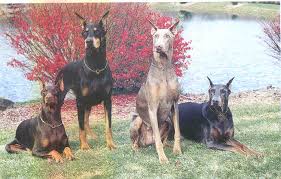 blue doberman
