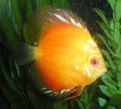 freshwater discus fish