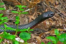 venomous black snake