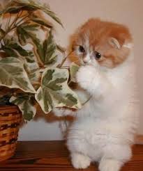 Funny Cats Photos