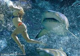 shark attacks take place