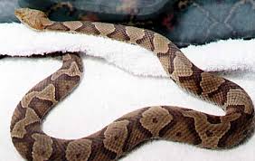baby black snake pictures