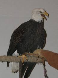 eagle bird of prey
