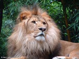 الحيوانات في الامثال العربية Zoo-lion-01