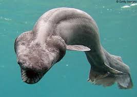 shark