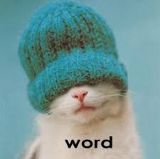 cool cat pictures