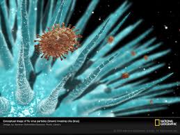 virus