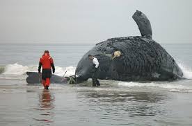 Nags Head, N.C., in 2004.