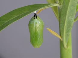 monarch butterfly egg