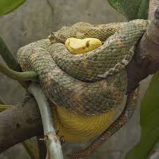 eyelash viper snake