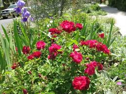 red rose bushes