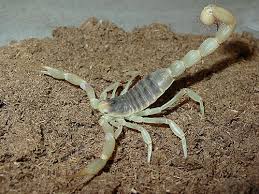 dangerous scorpions