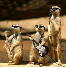 Suricate_band2_kicsi.jpg