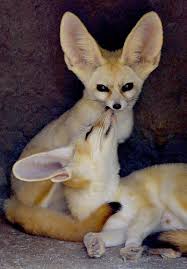 fennec foxes