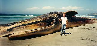 largest whale pictures