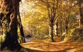http://t3.gstatic.com/images?q=tbn:RDMbA3g3uxmdHM:http://www.instant-nature.org/images/Les_arbres.jpg