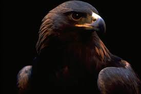 golden eagles pictures