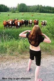 funny pictures of animals