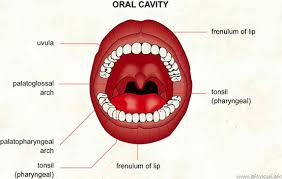 pictures cavity