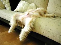 funny puppies