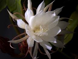 unique flowers