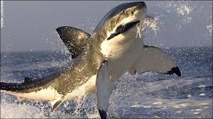 killer sharks