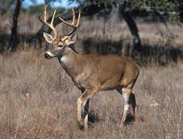 external image whit-tail-buck.jpg