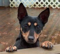 rat terrier